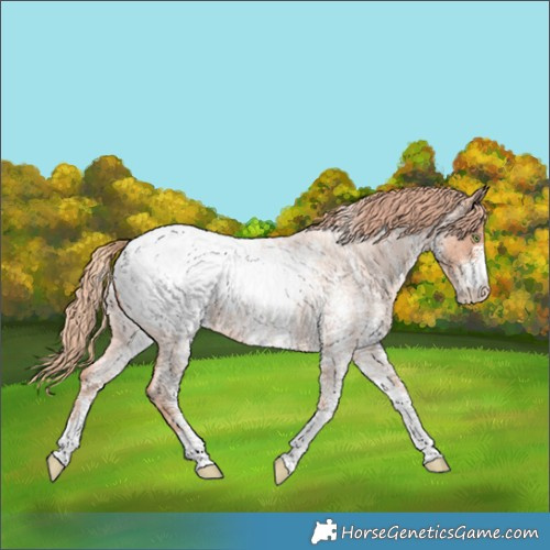 Horse Color:White Spotted Gold Champagne Roan Appaloosa 