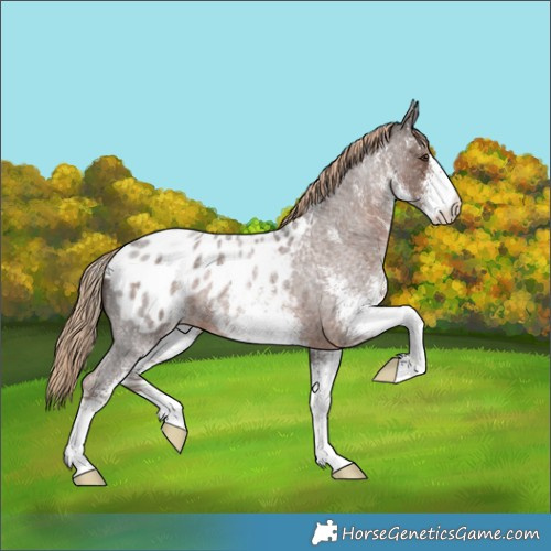 Horse Color:White Spotted Liver Red Roan Appaloosa 