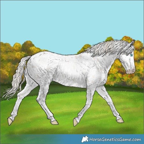 Horse Color:White Spotted Chocolate Palomino Pearl Sabino Rabicano 