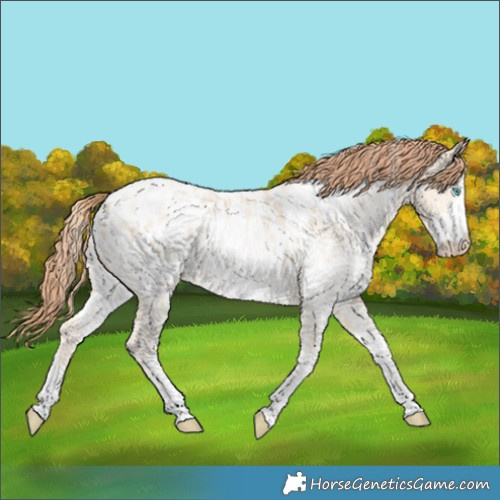 Horse Color:White Spotted Amber Cream Champagne Pearl Appaloosa Rabicano 