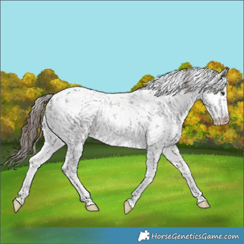 Horse Color:White Spotted Liver Chestnut Sabino Appaloosa Rabicano 