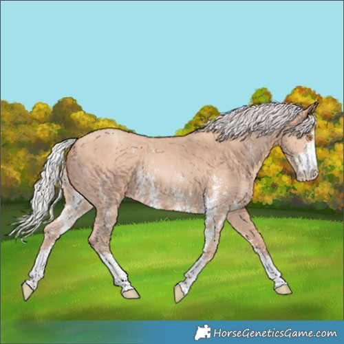 Horse Color:Silver Amber Champagne Sabino 