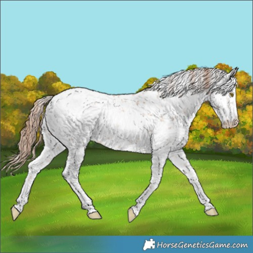 Horse Color:White Spotted Gold Champagne Sabino Appaloosa 