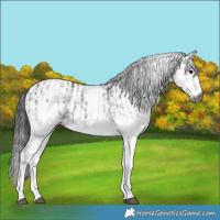 Horse Color:Gray White Spotted Black  and Gray White Spotted Black 