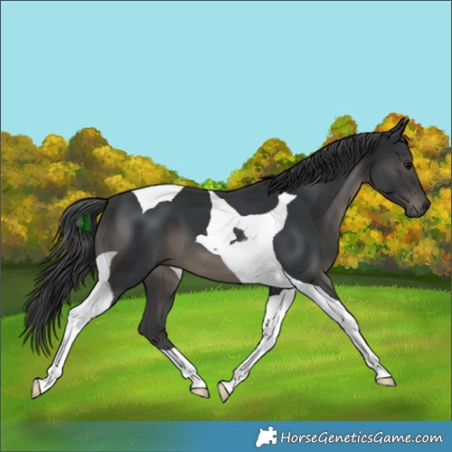 Horse Color:Black Tobiano 