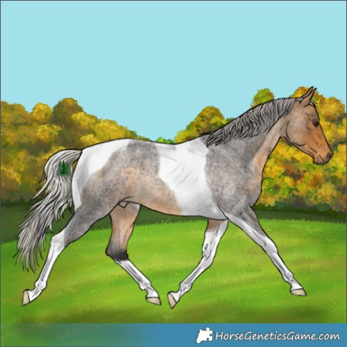 Horse Color:Silver Buckskin Roan Tobiano 