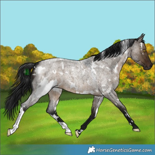 Horse Color:Gray White Spotted Brown Roan Dun 