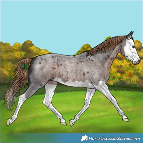 Horse Color:Gray Liver Red Roan Splash 