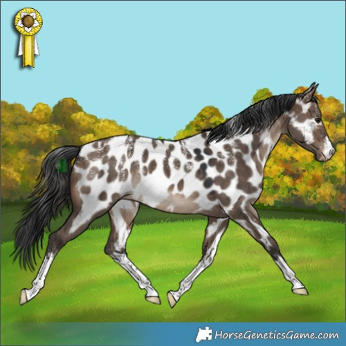 Horse Color:Powder White White Spotted Brown Dun Appaloosa Rabicano 