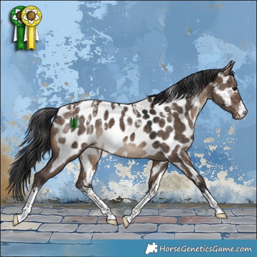 Horse Color:Powder White White Spotted Brown Dun Appaloosa Rabicano 
