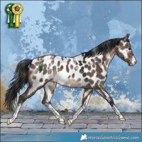 Horse Color:Powder White White Spotted Brown Dun Appaloosa Rabicano 