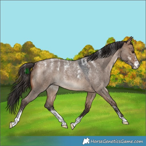 Horse Color:Powder White Bay Roan Dun Rabicano 