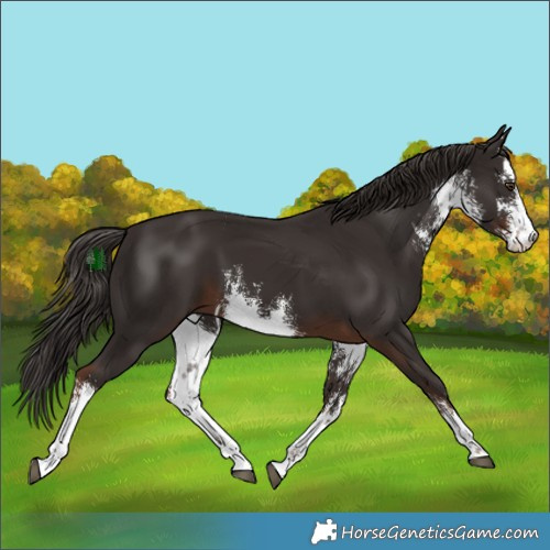 Horse Color:White Spotted Liver Chestnut Rabicano 