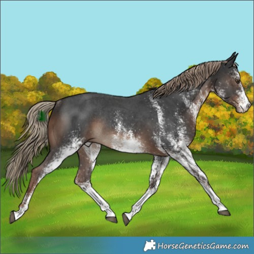 Horse Color:White Spotted Liver Chestnut Rabicano 