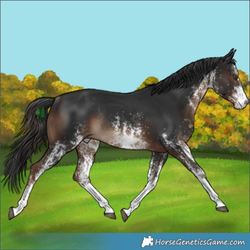 Horse Color:White Spotted Liver Chestnut Rabicano 