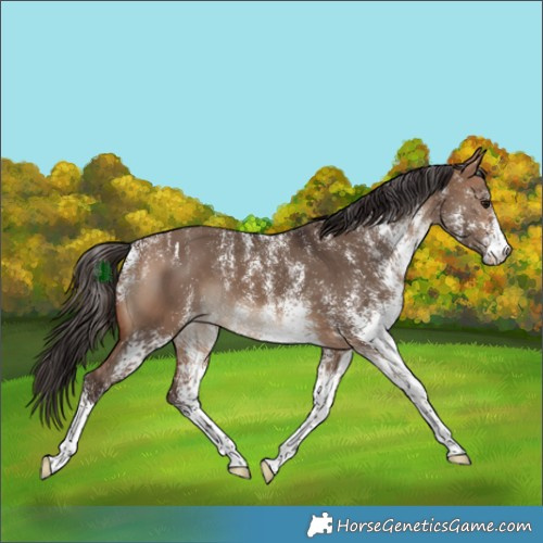 Horse Color:Powder White White Spotted Bay Dun Appaloosa 