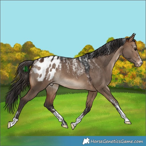 Horse Color:Powder White Bay Dun Appaloosa Rabicano 