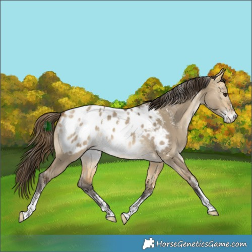 Horse Color:Powder White Buckskin Dun Appaloosa 