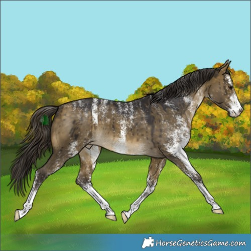 Horse Color:Powder White White Spotted Buckskin Dun Appaloosa Brindle 