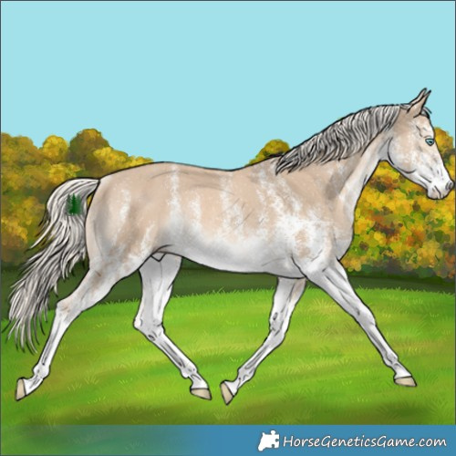 Horse Color:White Spotted Cremello Rabicano 