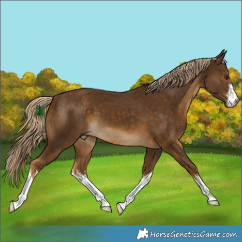 Horse Color:White Spotted Chocolate Palomino 