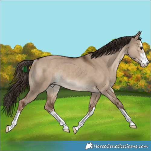 Horse Color:White Spotted Liver Red Dun Rabicano 