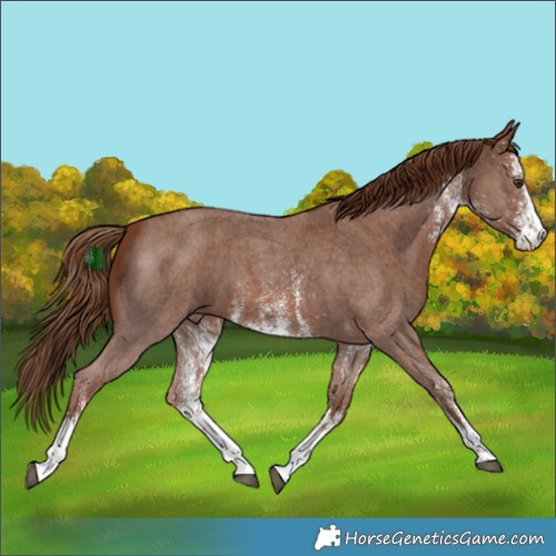 Horse Color:White Spotted Chestnut 