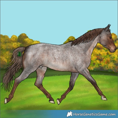 Horse Color:Liver Red Roan 
