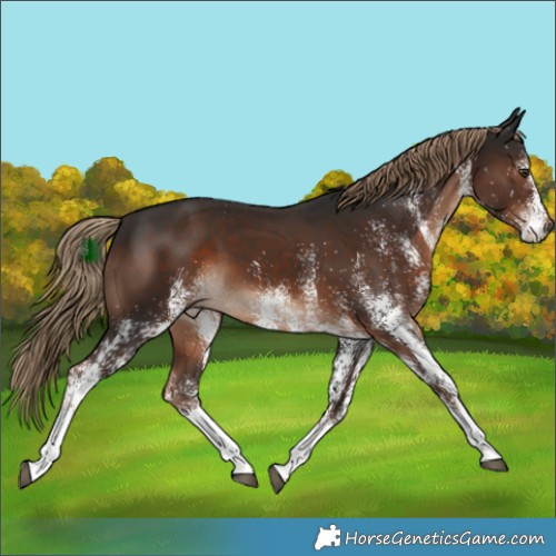 Horse Color:White Spotted Liver Chestnut 