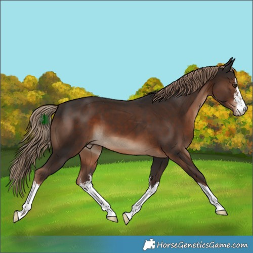 Horse Color:White Spotted Liver Chestnut 
