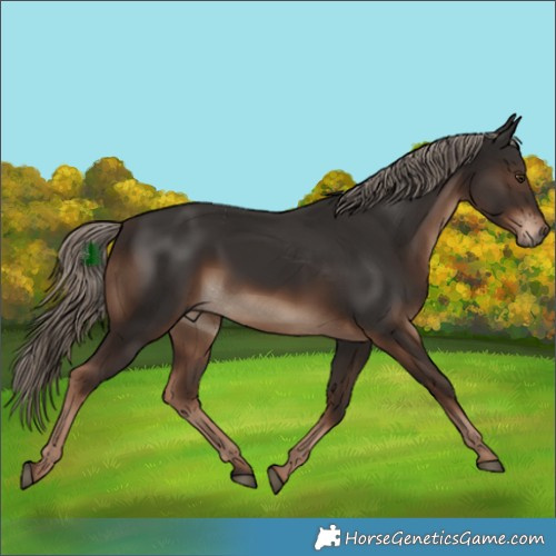 Horse Color:White Spotted Liver Chestnut Rabicano 