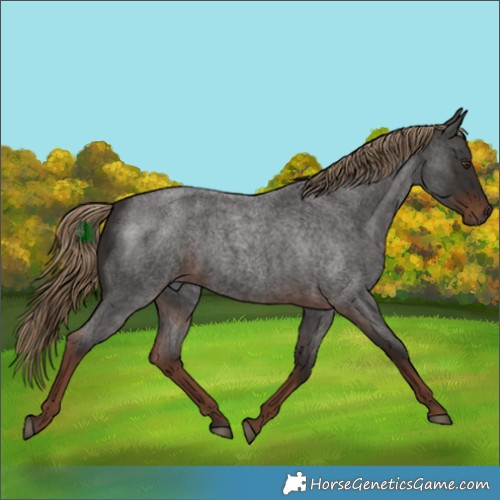 Horse Color:White Spotted Liver Red Roan Rabicano 
