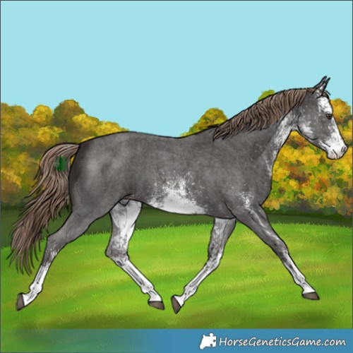 Horse Color:White Spotted Liver Chestnut 