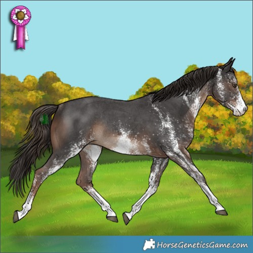 Horse Color:White Spotted Liver Chestnut Rabicano