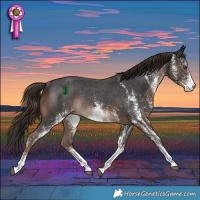 Horse Color:White Spotted Liver Chestnut Rabicano 