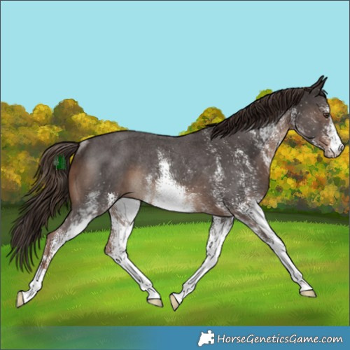 Horse Color:White Spotted Liver Chestnut Rabicano 