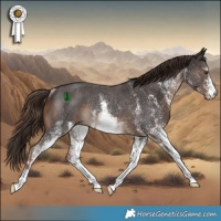 Horse Color:White Spotted Liver Chestnut Rabicano 