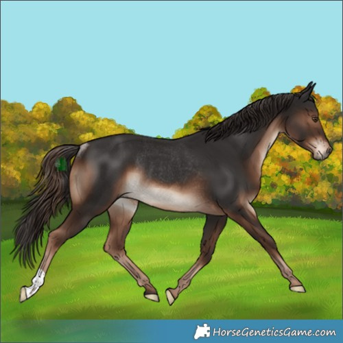 Horse Color:Liver Chestnut Rabicano