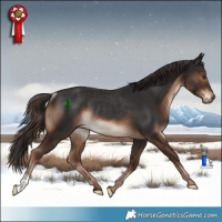 Horse Color:Liver Chestnut Rabicano 