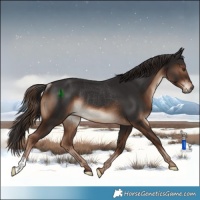 Horse Color:Liver Chestnut Rabicano