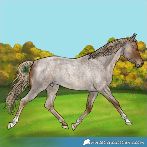 Horse Color:Chocolate Palomino Roan Rabicano 
