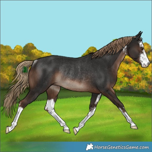 Horse Color:White Spotted Liver Chestnut Rabicano
