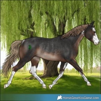 Horse Color:White Spotted Liver Chestnut Rabicano 