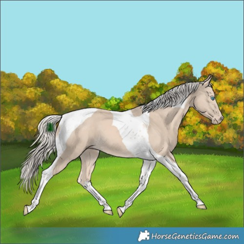 Horse Color:Cremello Tobiano 