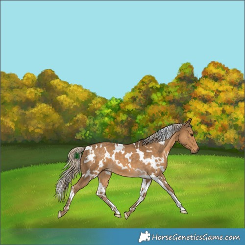 Horse Color:White Spotted Chocolate Palomino 