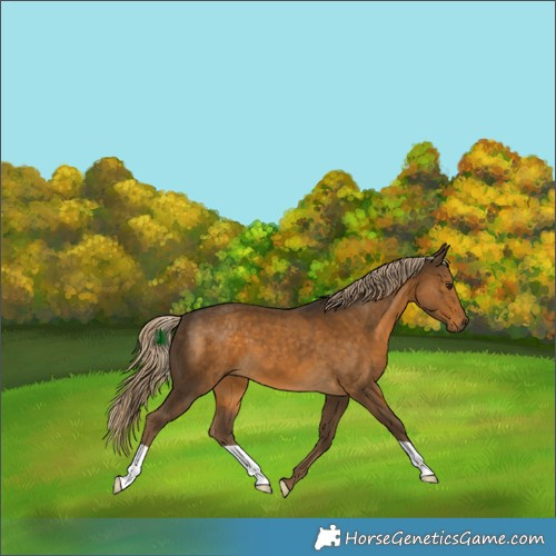 Horse Color:Chocolate Palomino 