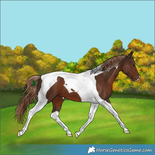 Horse Color:Liver Chestnut Tobiano 