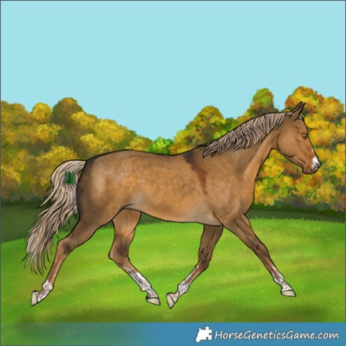 Horse Color:Chocolate Palomino Dun 