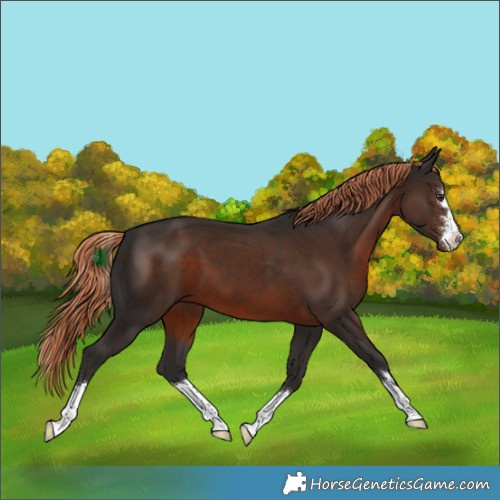 Horse Color:Liver Chestnut 