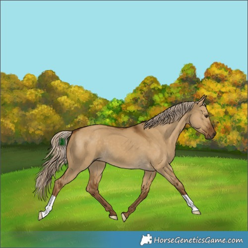 Horse Color:Chocolate Palomino Dun 